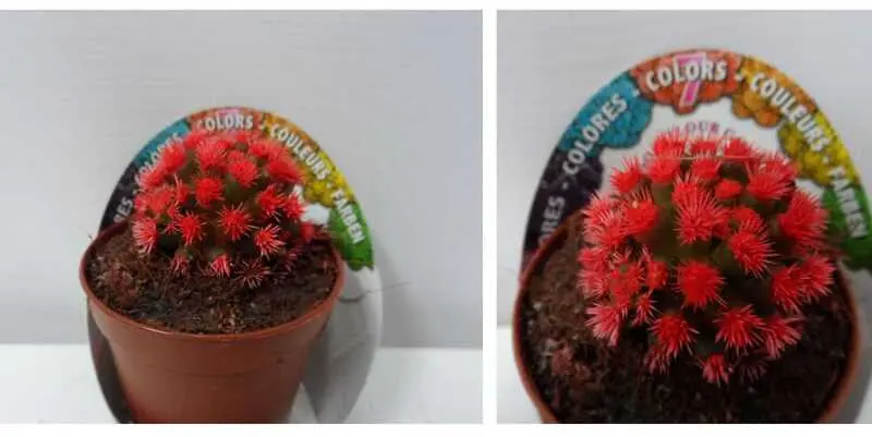 Кактус Рэд Д5