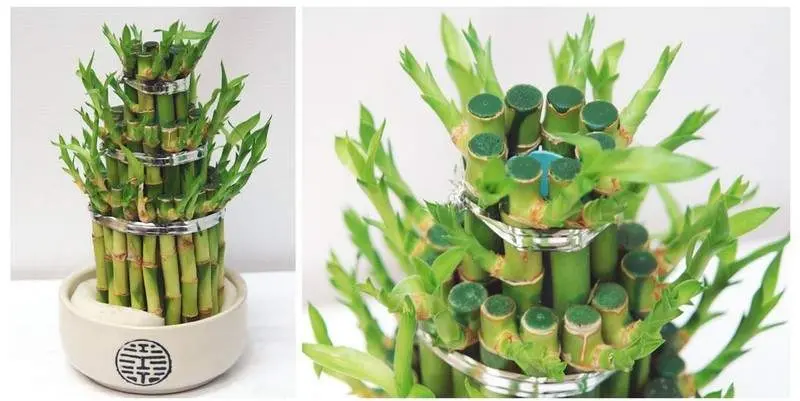 Бамбук Лаки Д12