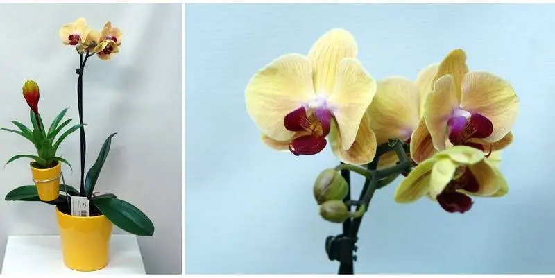 Фаленопсис Мама+малыш (кашпо керамика) Д12